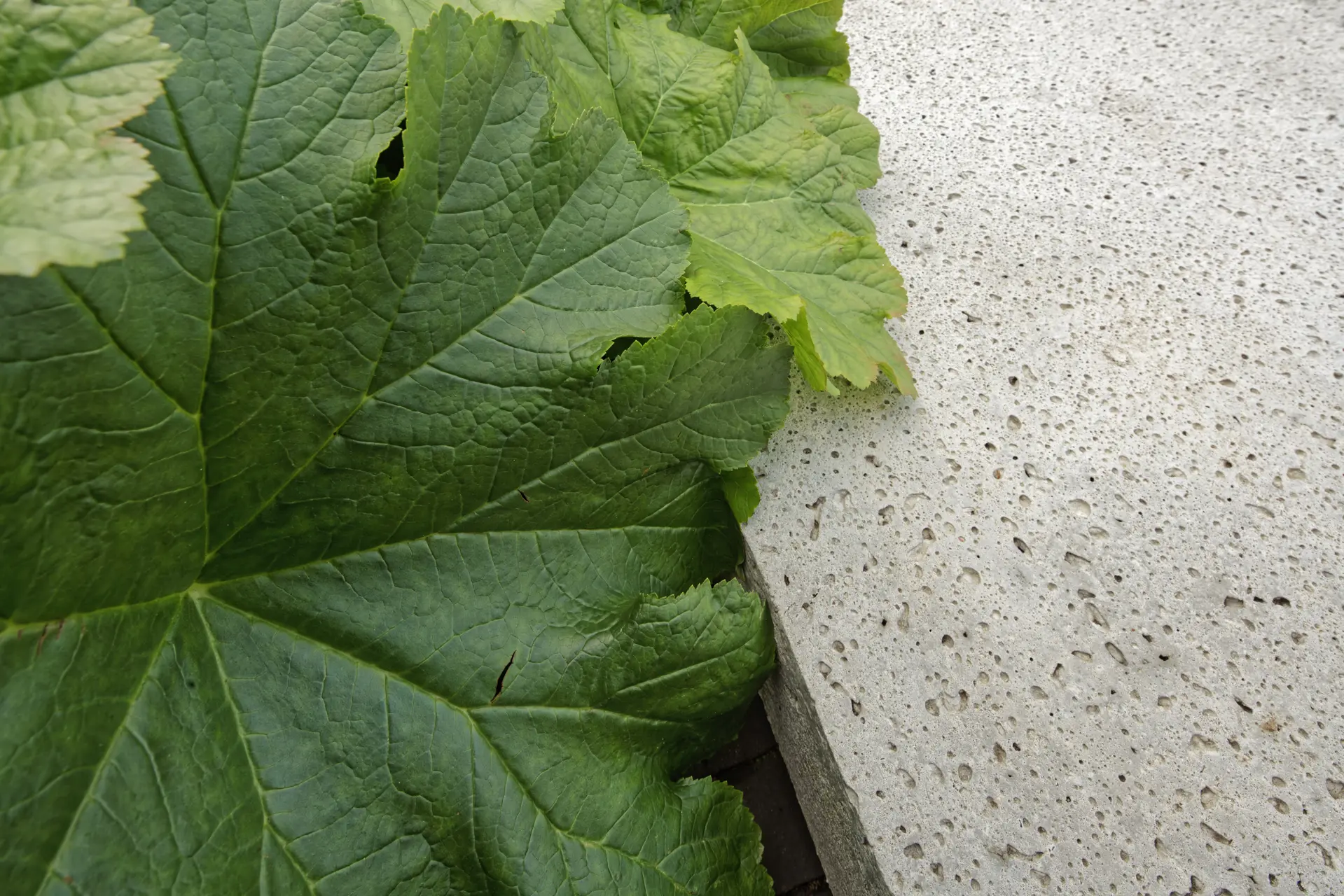 Schellevis slab with leaf